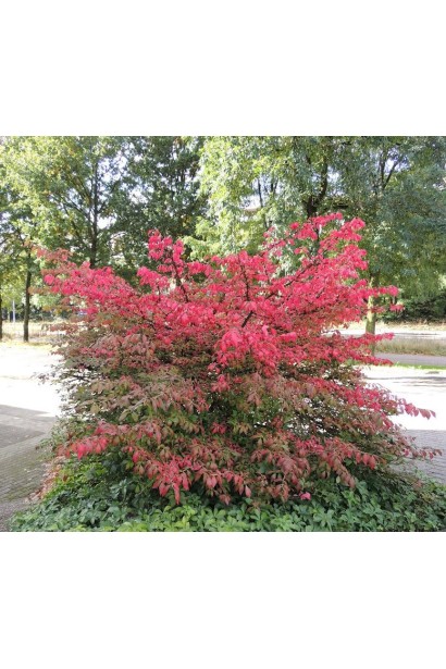 Бересклет крылатый Компактус куст