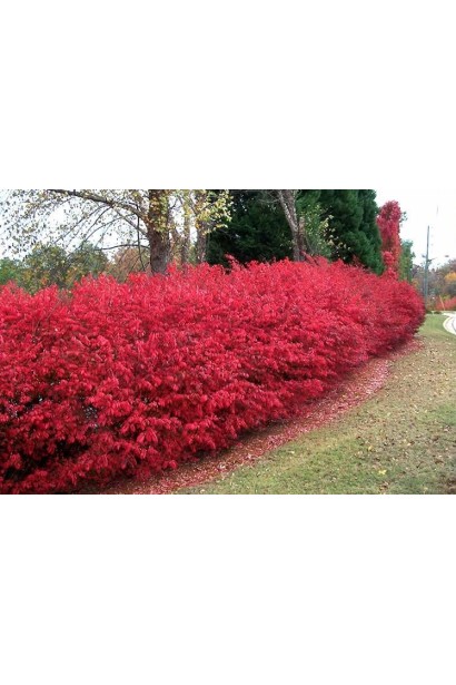 Живая изгородь с бересклета сорта Компактус