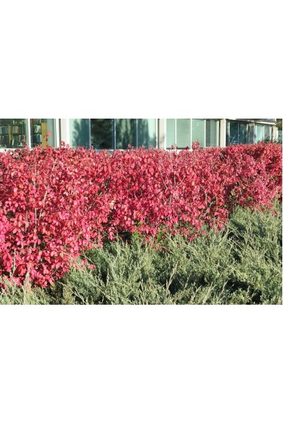 Бересклет Компактус осенью на можжевельник фоне.