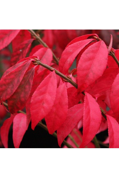 Красные листья крылатого бересклета  Компактус