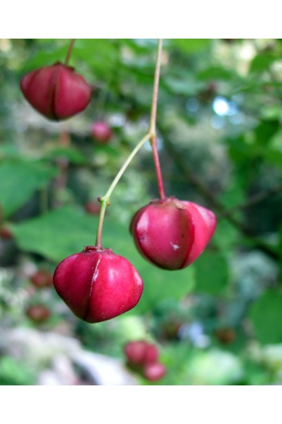 Четырехгранная коробка плода Бруслины Компактус