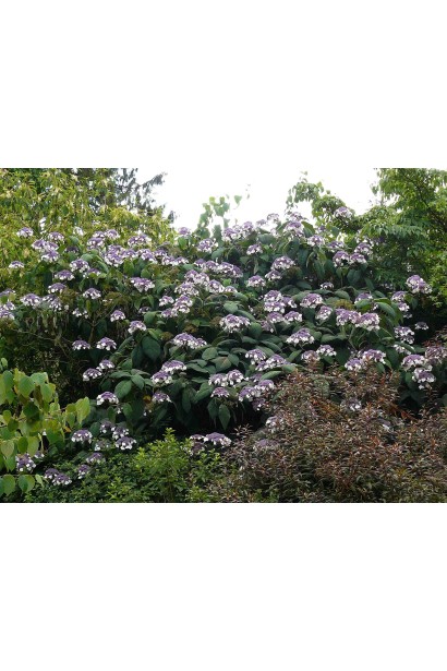 Hydrangea aspera Sargentiana