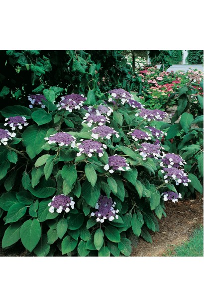 Hydrangea Sargentiana