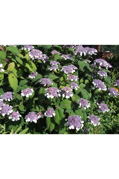 Гортензія колюча Саржента/Саржета