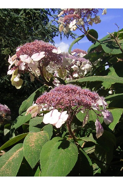 Гортензія колюча Саржета плоскі зонтичні суцвіття