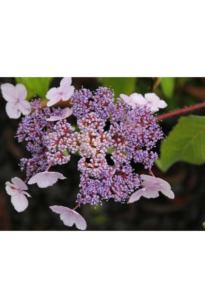 Гортензія колюча Саржента лілові квіти