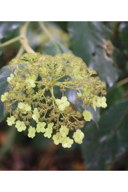 Гортензія колюча Саржента