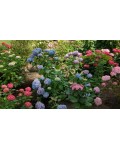 Гортензія широколистна Букет Троянд | Гортензия широколистная Букет Роз | Hydrangea macrophylla Bouquet Rose
