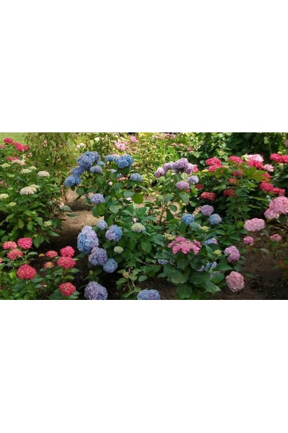 Гортензія Букет Троянд в ландшафті