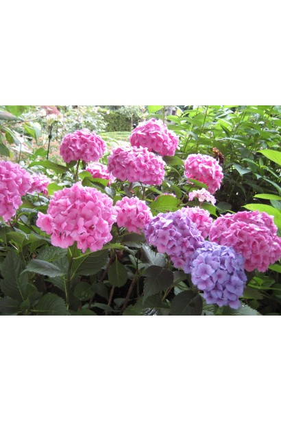 Гортензія широколиста Букет Троянд