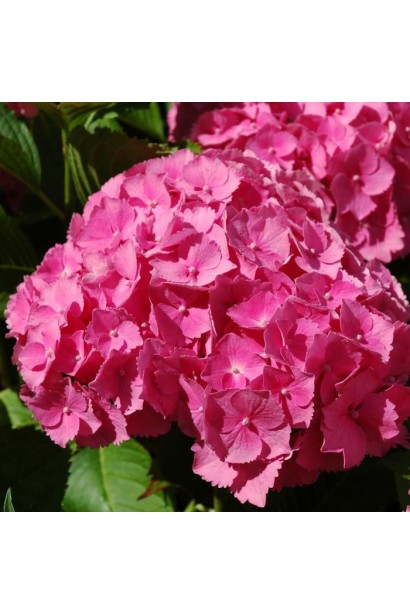 Гортензія Букет Троянд рожеві округлі суцвіття