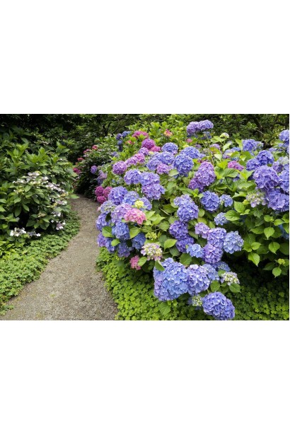 Hydrangea macrophylla Bouquet Rose