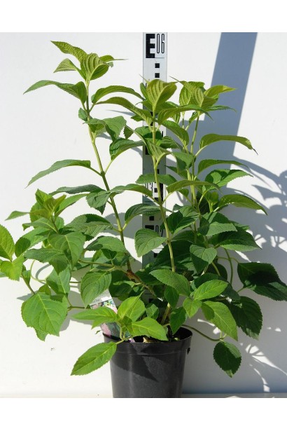 Гортензія Bouquet Rose контейнер 5 л 60-80 см