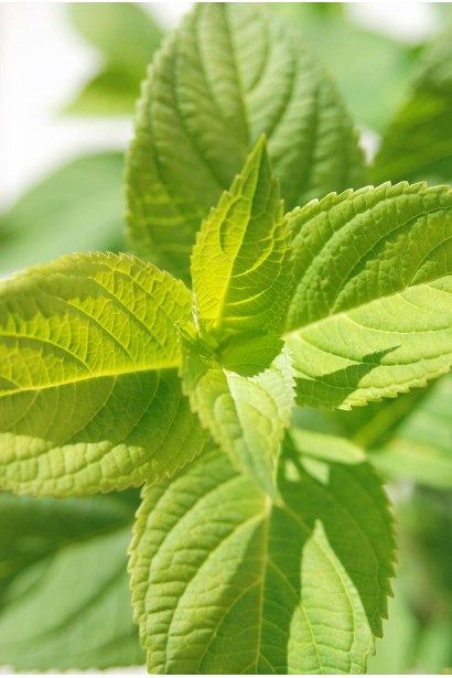 Гортензія Букет Троянд листя