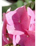 Гортензія широколистна Блаумайс | Гортензия широколистная Блаумайс | Hydrangea macrophylla Blaumeise