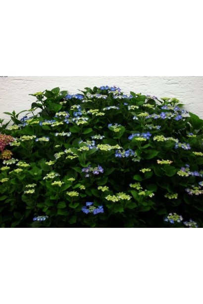 Гортензія широколиста Блаумайс