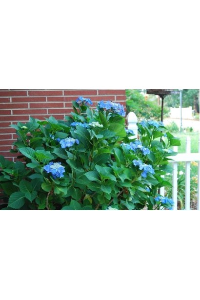 Гортензія великолиста Блаумайс в саду