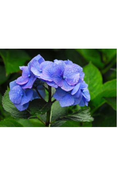 Блакитна гортензія 