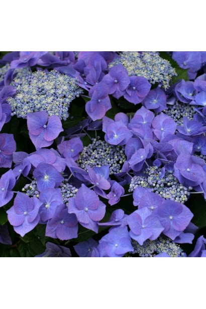 Hydrangea macrophylla Blue Sky