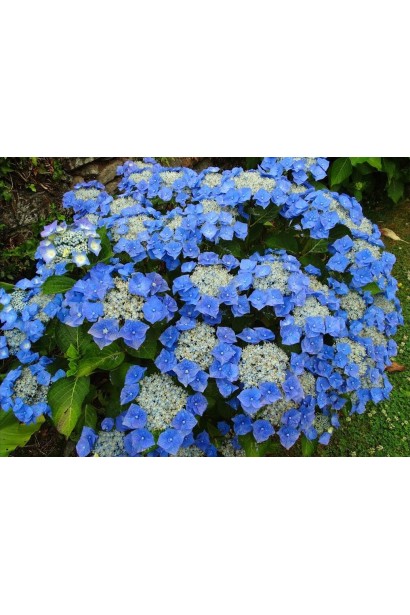 Гортензія Блаумайс блакитна на кислому грунті