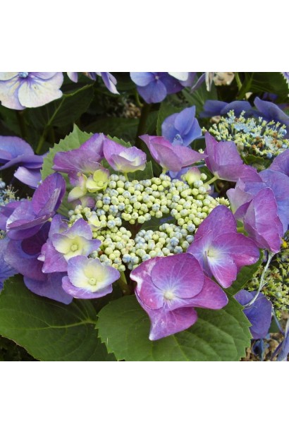 Hydrangea Blaumeise