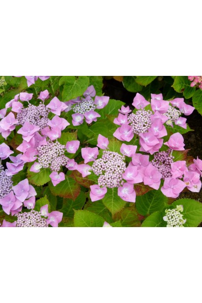 Гортензія Blaumeise