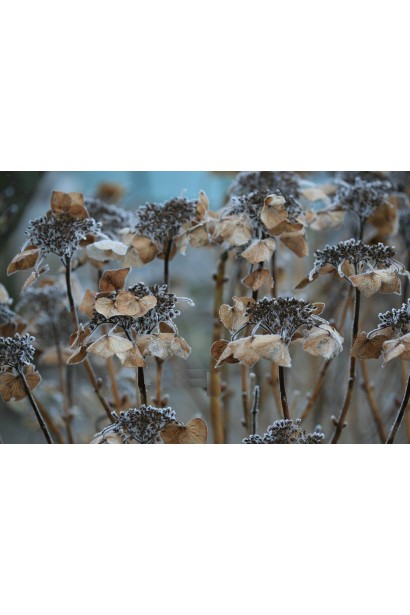 Гортензія Блаумайс сухоцвіт