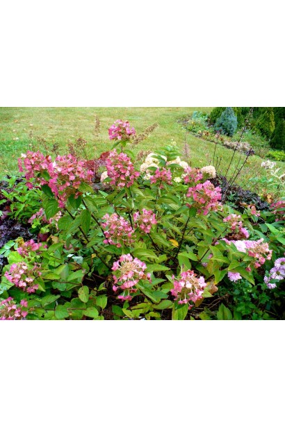 Гортензія волотиста Мега Мінді кущ