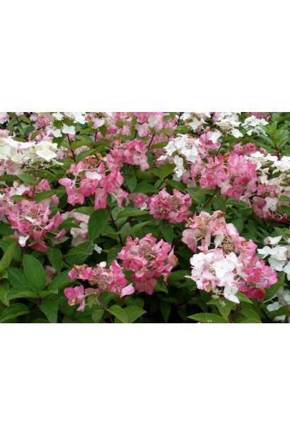 Гортензія волотиста Мега Мінді ®