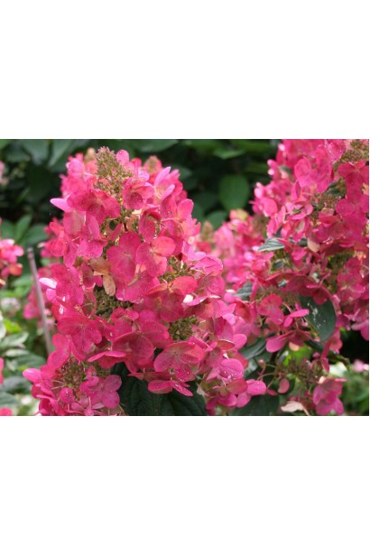 Гортензія Мега Мінді великі біло-рожеві суцвіття