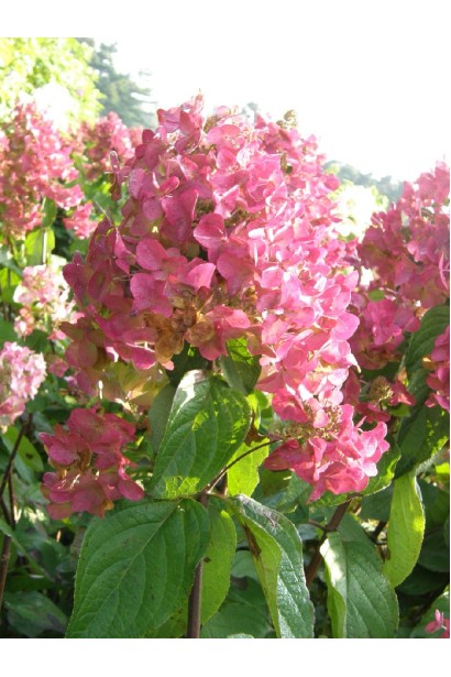 Гортензія Mega Mindy 
