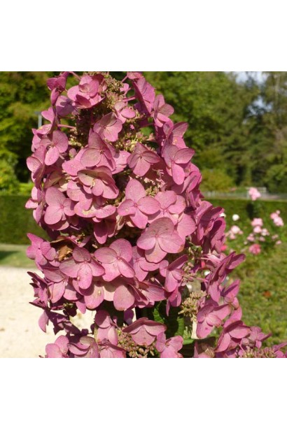 Hydrangea paniculata Mega Mindy / ILVOMindy ®