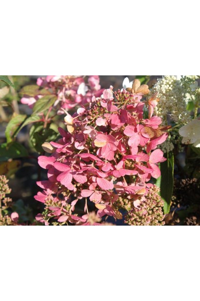 Гортензія волотиста Мега Мінді квітка