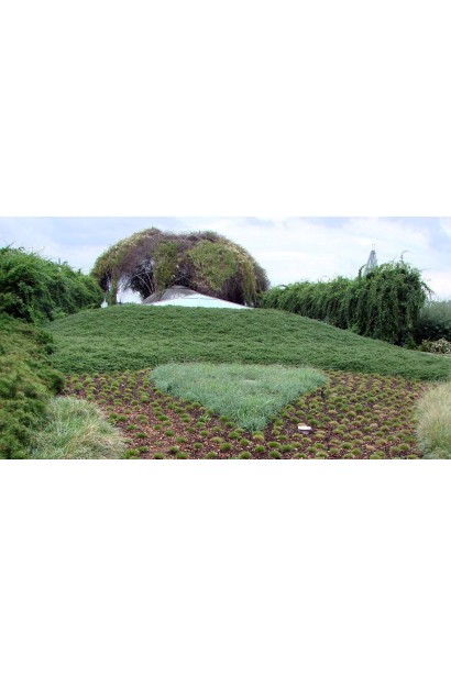 Cotoneaster suecicus Skogholm