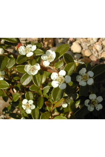 Кизильник гибридный Стокгольм белые цветы