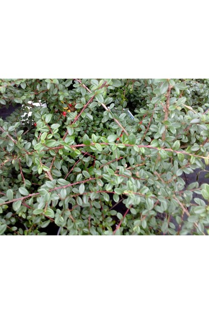 Вечнозеленый стелющийся лиственный куст