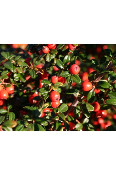 Кизильник гибридный Скогольм шаровидные красные ягоды