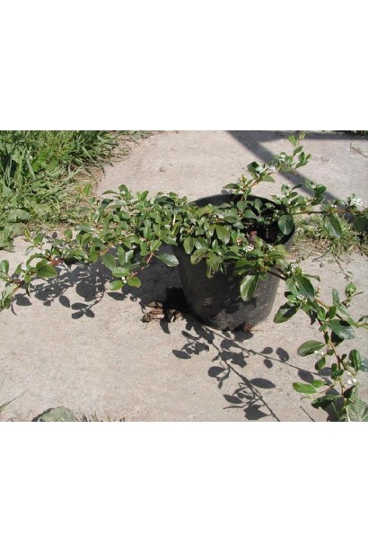 Кизильник гибридный Skogholm