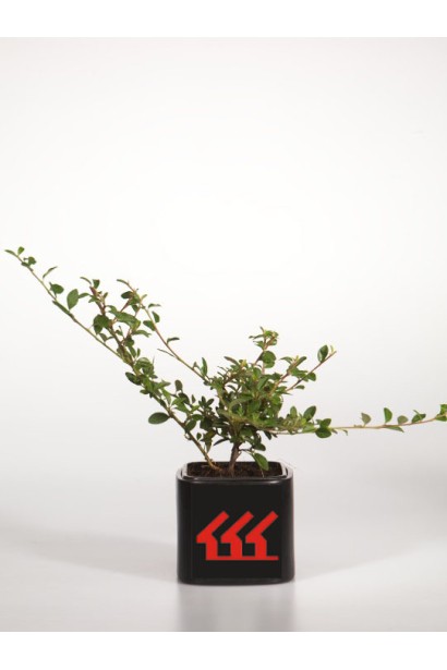 Кизильник гибридный Скогольм в контейнере Р9