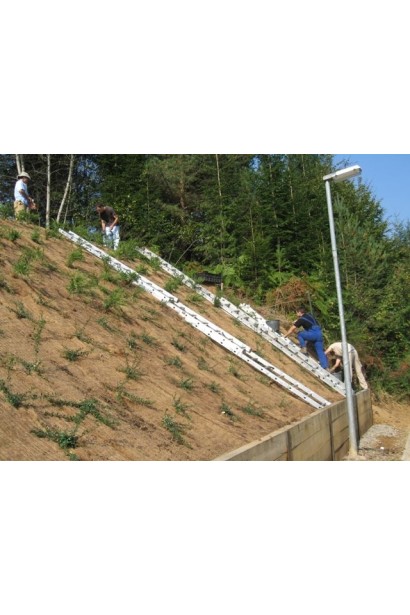 Посадка Кизильника Скогольм для укрепления склона