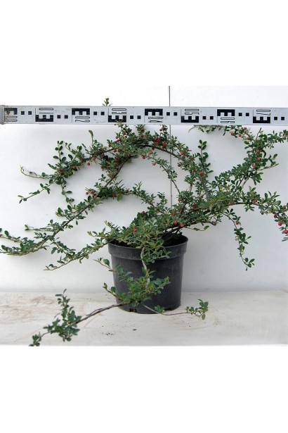 Кизильник Скогольм диаметр 60-80 см