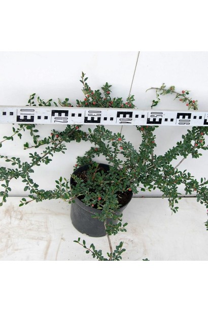 Кизильник гибридный Скогольм диаметр кроны 60-80 см