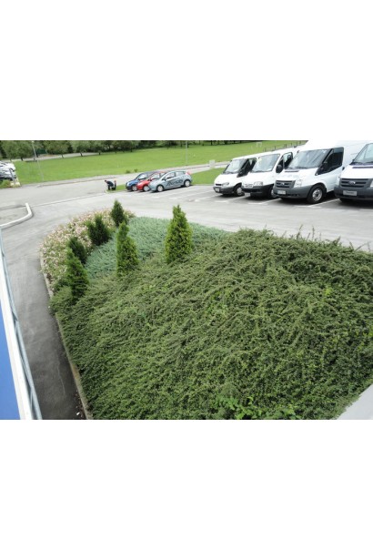 Кизильник Стокгольм на клумбе