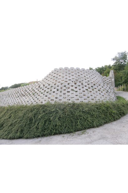 Кизильник гибридный Скогольм в ландшафте