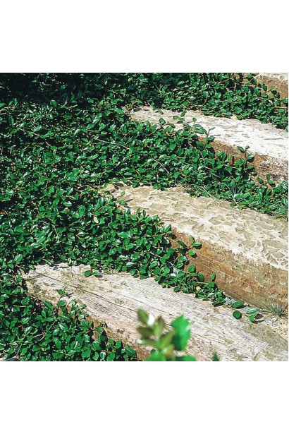 Кизильник стелющийся Скогольм