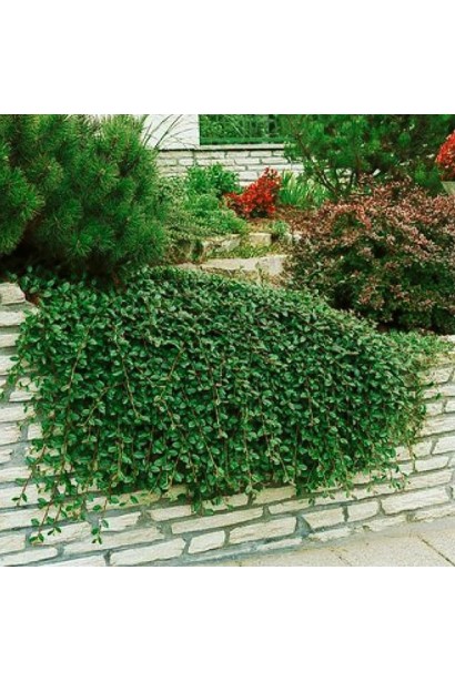 Кизильник гибридный Скогольм / Стокгольм