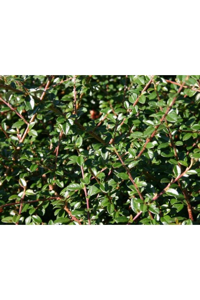 Кизильник Скогольм темно-зеленые листья