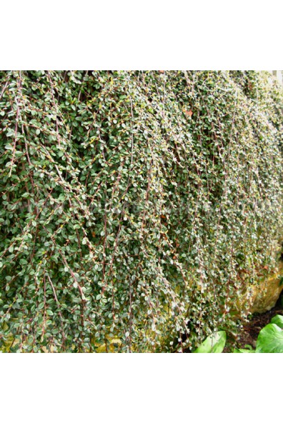 Вертикальне озеленення за допомогою кизильника Ейхольц