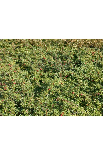 Cotoneaster dammeri Eichholz