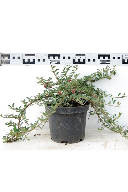 Кизильник Ейхольц саджанець С3 діаметр 40-50 см